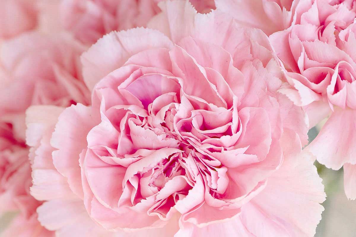 Flores