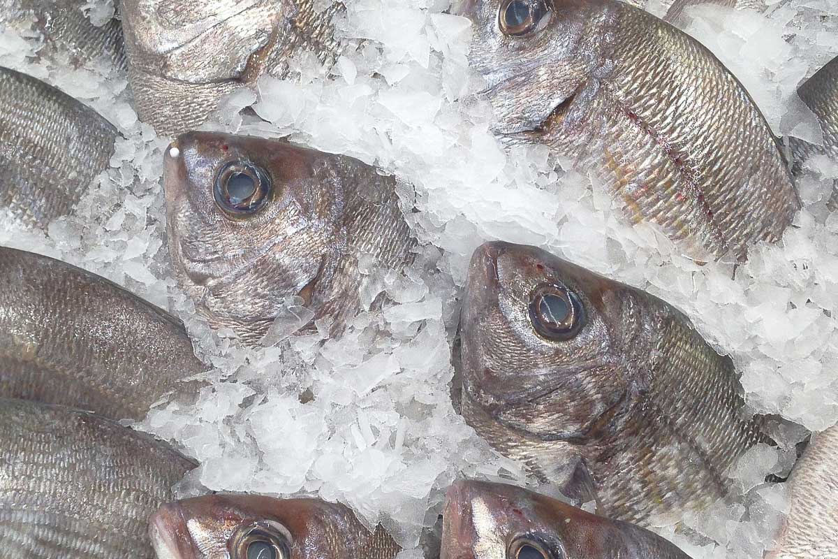 Pescados